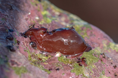Aplysia punctata