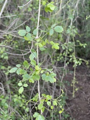 Clematis pauciflora