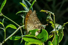 Charaxes varanes varanes