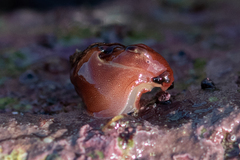 Aplysia punctata