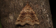 Lithilaria ossicolor