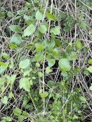Clematis pauciflora