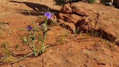 Tradescantia occidentalis