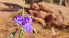 Tradescantia occidentalis