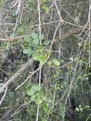 Clematis pauciflora