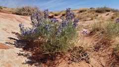 Sophora stenophylla