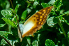 Charaxes varanes varanes