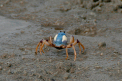 Mictyris longicarpus