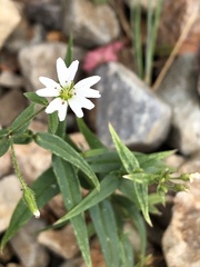 Pseudostellaria jamesiana