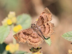 Antigonus funebris
