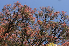 Syzygium densiflorum
