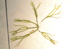 Nitella furcata