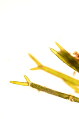 Nitella furcata