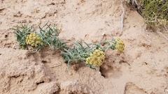 Asclepias macrosperma