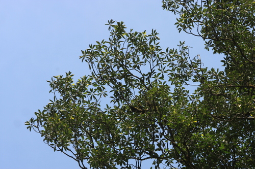 Palaquium ellipticum