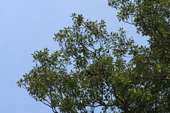 Palaquium ellipticum