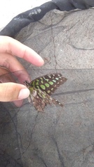 Graphium agamemnon