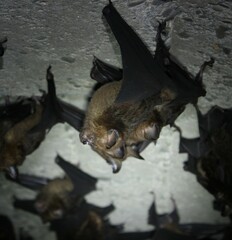 Hipposideros armiger terasensis