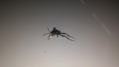 Evaniidae