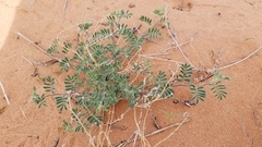 Dalea lanata