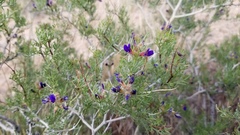 Psorothamnus arborescens