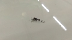 Evaniidae