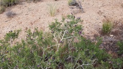 Psorothamnus arborescens