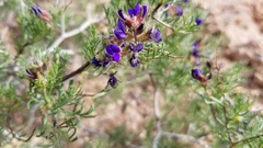 Psorothamnus arborescens