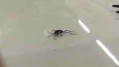 Evaniidae