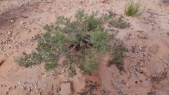 Psorothamnus arborescens
