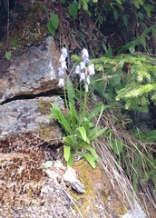 Campanula barbata