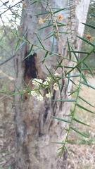 Acacia rupicola
