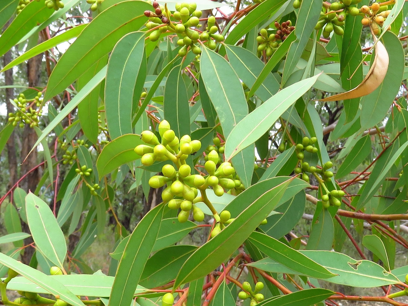 Eucalyptus punctata DC.