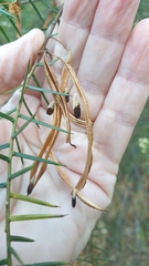 Acacia rupicola