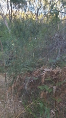 Acacia rupicola