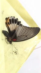 Papilio memnon