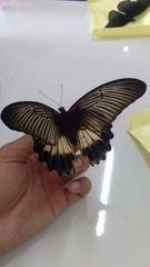 Papilio memnon