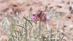 Astragalus flavus argillosus