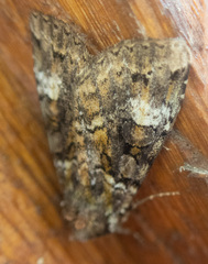 Anaplectoides prasina