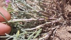 Astragalus flavus argillosus