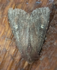Apamea cogitata