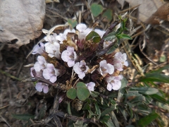 Penstemon albidus
