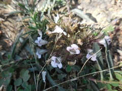 Penstemon albidus