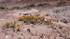 Hoffmannseggia repens