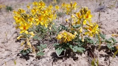 Hoffmannseggia repens