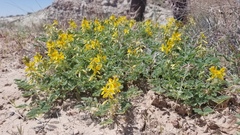 Hoffmannseggia repens