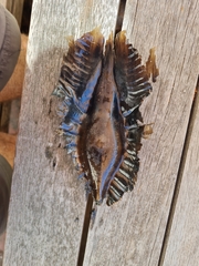 Callorhinchus milii