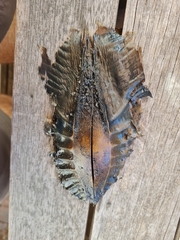 Callorhinchus milii