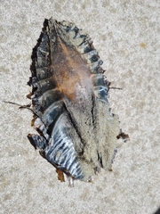 Callorhinchus milii