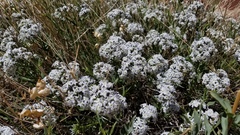 Amsonia jonesii